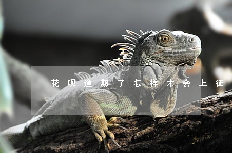 花呗逾期了怎样才会上征信 花呗逾期了怎样才会上征信
