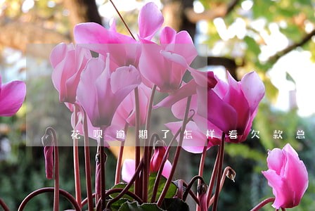 花呗逾期了怎样看欠款总额 花呗逾期了怎样看欠款总额