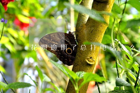 花呗逾期了总打电话怎么办 花呗逾期了总打电话怎么办