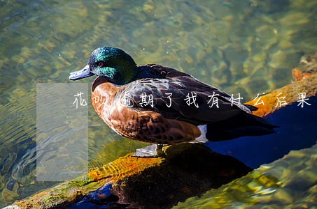 花呗逾期了我有什么后果 花呗逾期了我有什么后果