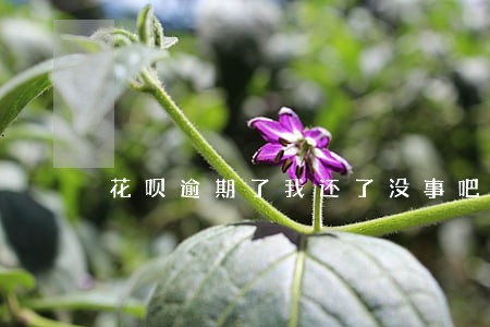 花呗逾期了我还了没事吧 花呗逾期了我还了没事吧