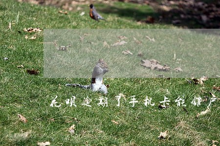 花呗逾期了手机卡能销户吗 花呗逾期了手机卡能销户吗
