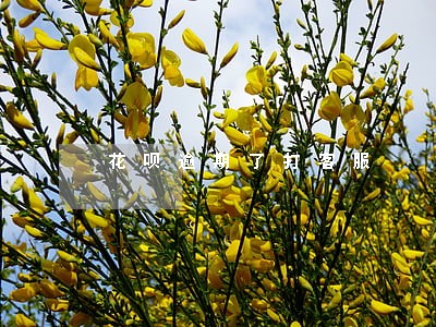 花呗逾期了打客服