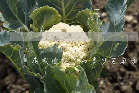 花呗逾期了扣多少芝麻分 花呗逾期了扣多少芝麻分