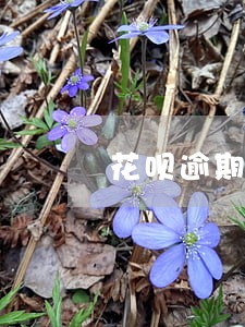 花呗逾期了换个手机号能开了吗 花呗逾期了换个手机号能开了吗