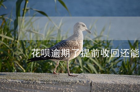 花呗逾期了提前收回还能协商吗 花呗逾期了提前收回还能协商吗