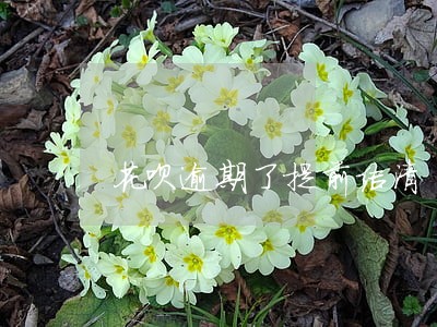 花呗逾期了提前结清 花呗逾期了提前结清