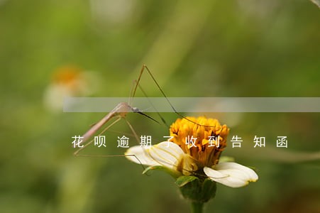 花呗逾期了收到告知函 花呗逾期了收到告知函