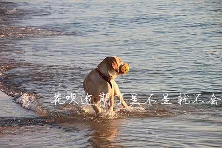 花呗逾期了是不是就不会恢复了哟 花呗逾期了是不是就不会恢复了哟