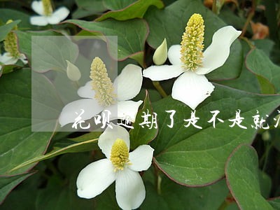 花呗逾期了是不是就没办法恢复了 花呗逾期了是不是就没办法恢复了