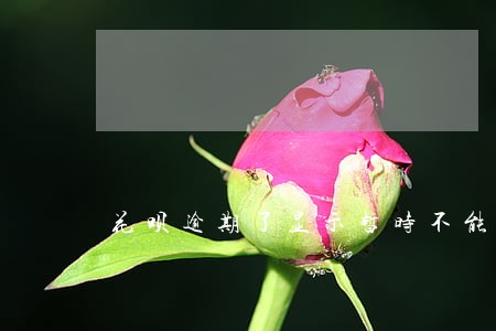 花呗逾期了显示暂时不能使用 花呗逾期了显示暂时不能使用