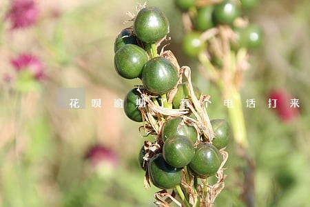 花呗逾期了有个电话打来催还款 花呗逾期了有个电话打来催还款