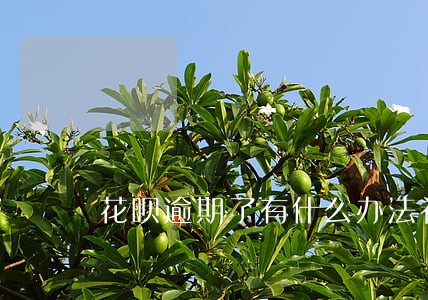 花呗逾期了有什么办法补救 花呗逾期了有什么办法补救