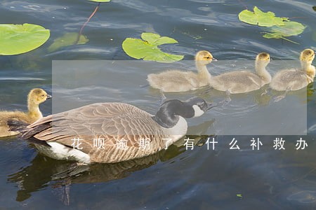 花呗逾期了有什么补救办法