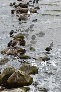 花呗逾期了有钱就扣 花呗逾期了有钱就扣