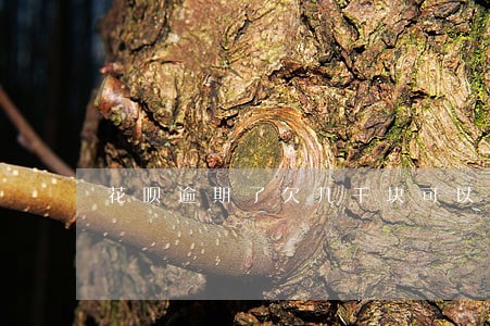 花呗逾期了欠几千块可以上门吗 花呗逾期了欠几千块可以上门吗