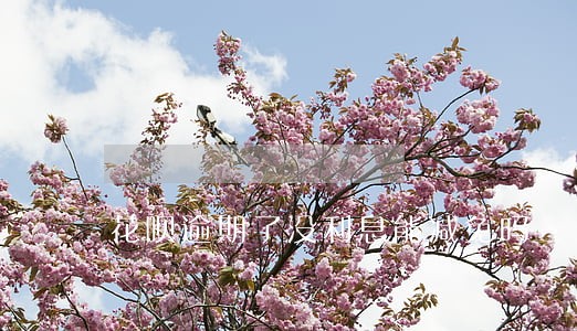 花呗逾期了没利息能减免吗 花呗逾期了没利息能减免吗