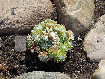 花呗逾期了现在还了多久能恢复 花呗逾期了现在还了多久能恢复