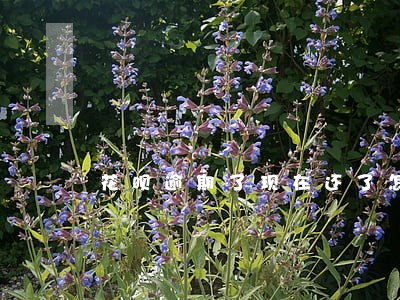 花呗逾期了现在还了怎么恢复使用