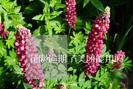 花呗逾期了美团能用吗 花呗逾期了美团能用吗