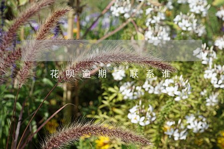 花呗逾期了联系谁