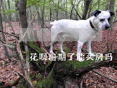 花呗逾期了能买房吗 花呗逾期了能买房吗