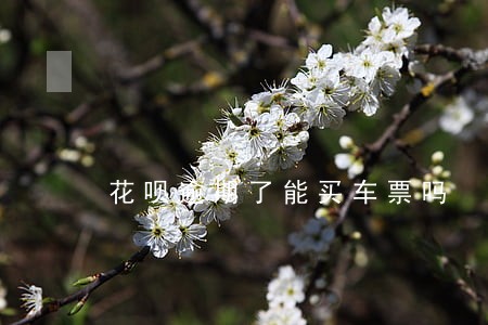 花呗逾期了能买车票吗 花呗逾期了能买车票吗