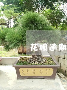 花呗逾期了能分期付款吗 花呗逾期了能分期付款吗