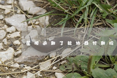 花呗逾期了能协商分期吗 花呗逾期了能协商分期吗