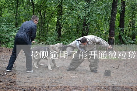 花呗逾期了能开通微粒贷吗 花呗逾期了能开通微粒贷吗