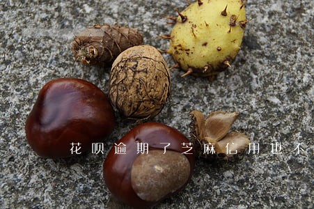 花呗逾期了芝麻信用也不涨了 花呗逾期了芝麻信用也不涨了
