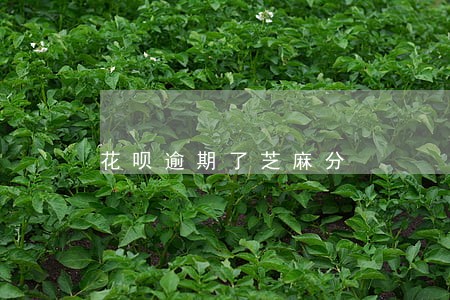 花呗逾期了芝麻分 花呗逾期了芝麻分