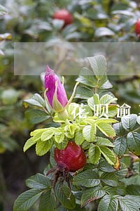 花呗逾期了芝麻分上涨慢 花呗逾期了芝麻分上涨慢