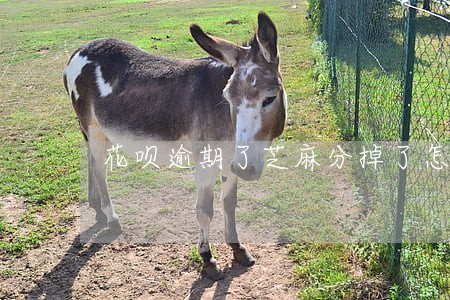 花呗逾期了芝麻分掉了怎么补上 花呗逾期了芝麻分掉了怎么补上