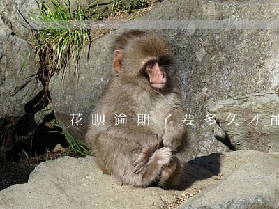 花呗逾期了要多久才能恢复正常 花呗逾期了要多久才能恢复正常