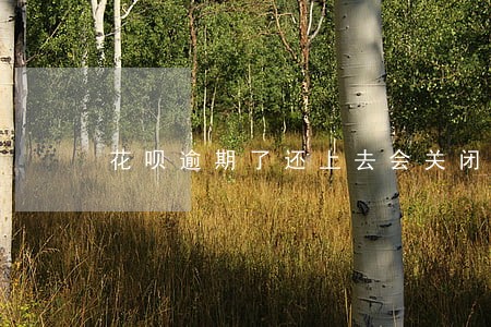花呗逾期了还上去会关闭花呗吗 花呗逾期了还上去会关闭花呗吗
