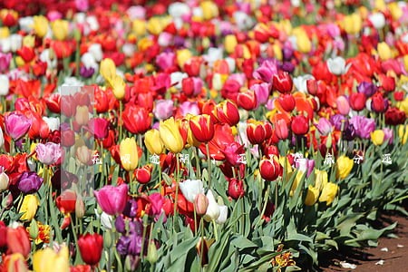 花呗逾期了还了芝麻分还会升吗 花呗逾期了还了芝麻分还会升吗