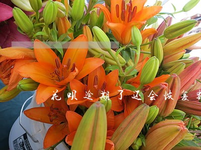 花呗逾期了还会恢复额度吗 花呗逾期了还会恢复额度吗