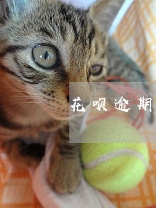 花呗逾期了还可以鲁其他网贷吗 花呗逾期了还可以鲁其他网贷吗