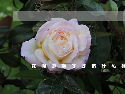 花呗逾期了还有什么好的借款 花呗逾期了还有什么好的借款