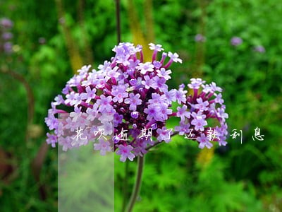 花呗逾期了还款利息 花呗逾期了还款利息