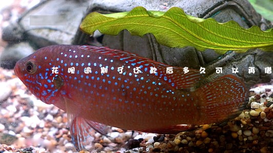 花呗逾期了还款后多久可以再借 花呗逾期了还款后多久可以再借