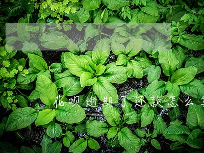花呗逾期了还款怎么算利息 花呗逾期了还款怎么算利息