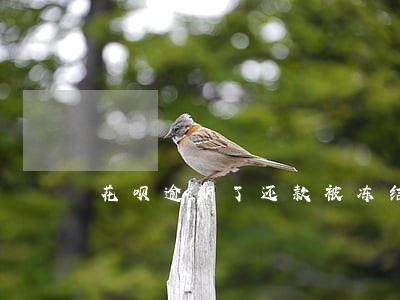 花呗逾期了还款被冻结 花呗逾期了还款被冻结