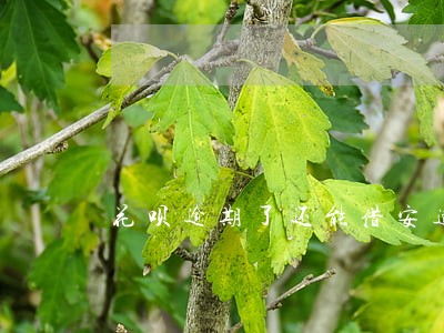 花呗逾期了还能借安逸花款吗 花呗逾期了还能借安逸花款吗
