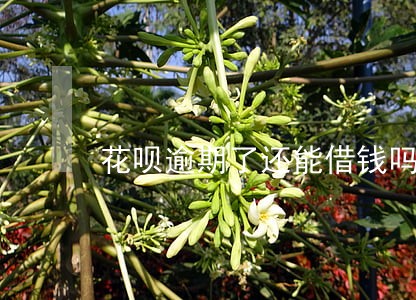 花呗逾期了还能借钱吗 花呗逾期了还能借钱吗