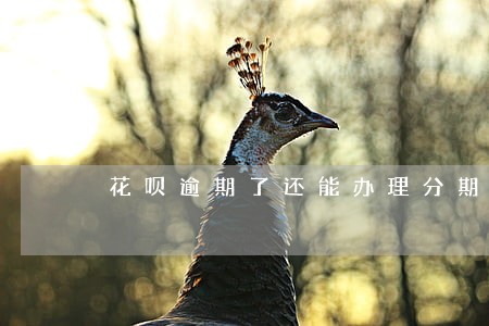 花呗逾期了还能办理分期手续吗 花呗逾期了还能办理分期手续吗