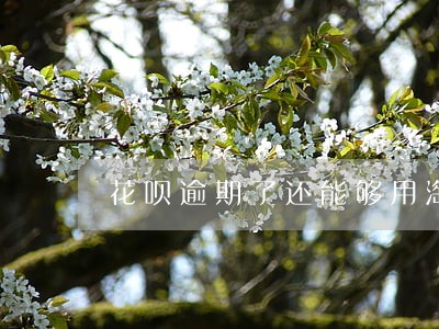 花呗逾期了还能够用淘宝购物吗 花呗逾期了还能够用淘宝购物吗