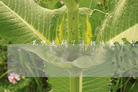 花呗逾期了还能恢复使用吗 花呗逾期了还能恢复使用吗