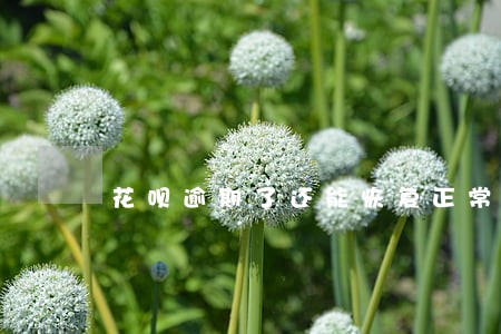 花呗逾期了还能恢复正常 花呗逾期了还能恢复正常